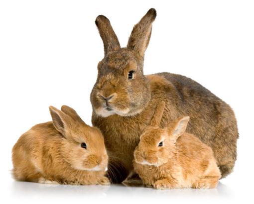 Vakcinace králíků