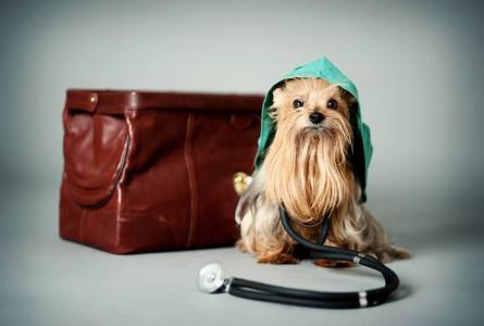 Veterinary emergency - Veterina Pelhřimov