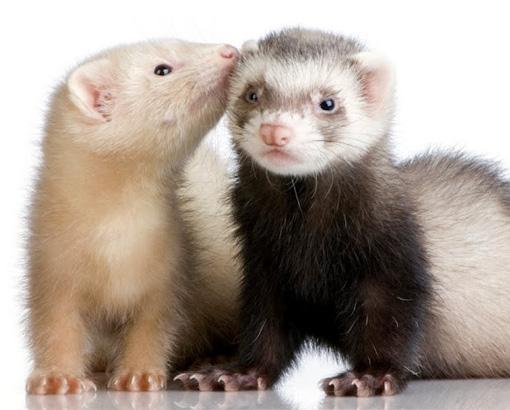 Vaccinations of ferrets