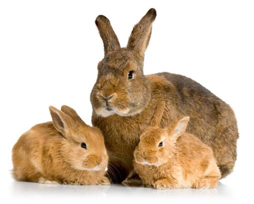 Vaccination of rabbits